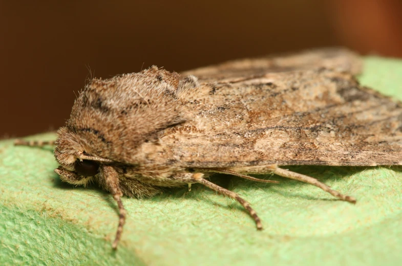 the large insect has brown patches on its head