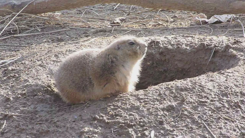 a groundhog looking out from its hole in a sandy area