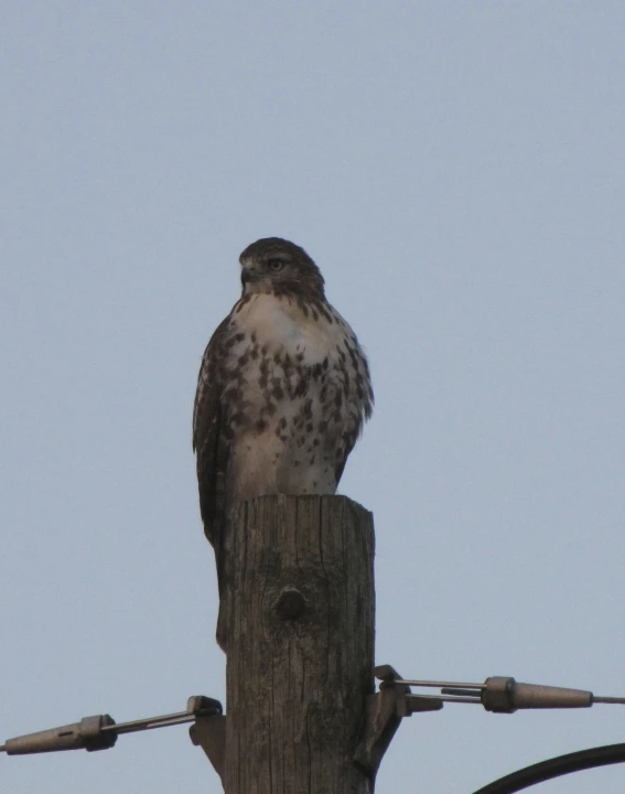 a bird is perched on the power lines