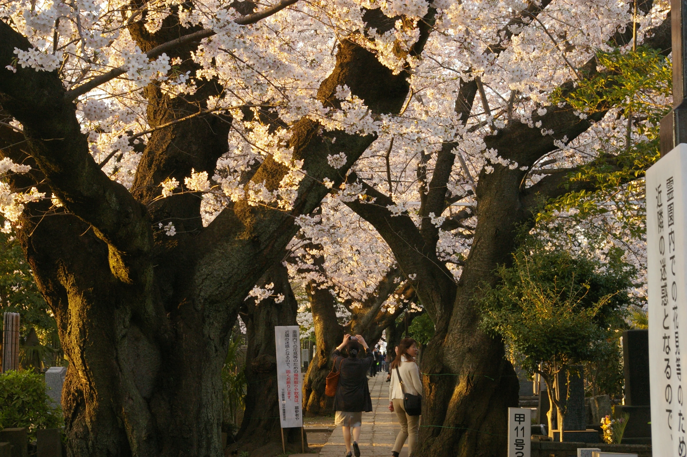 many trees with white flowers and a lot of people walking along it