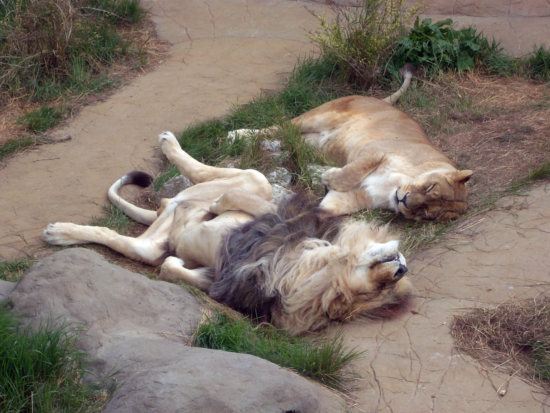 two large dogs are napping in the grass