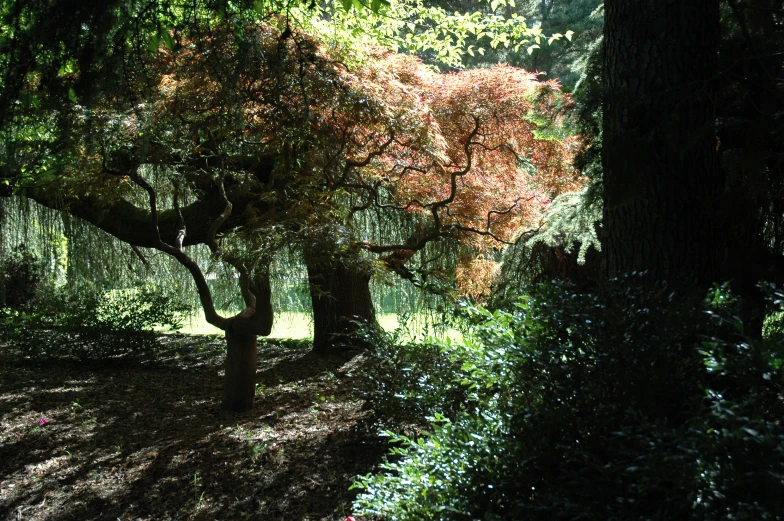 a tree with red leaves in a park