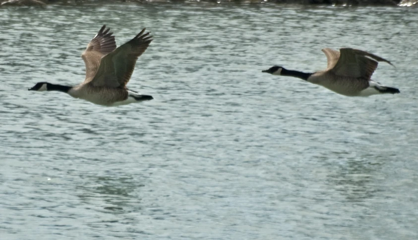 two brown pelicans are flying above the water