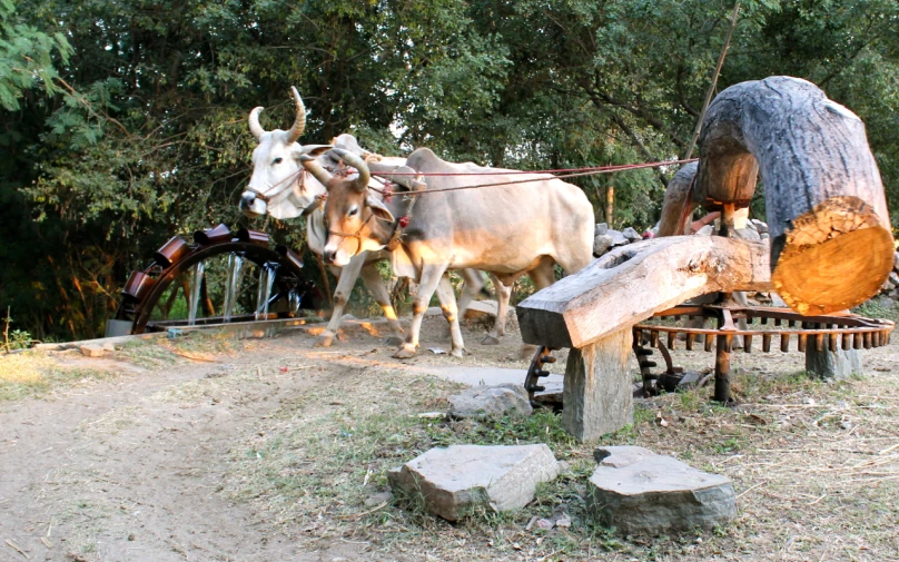 two cows standing near some logs on a hill