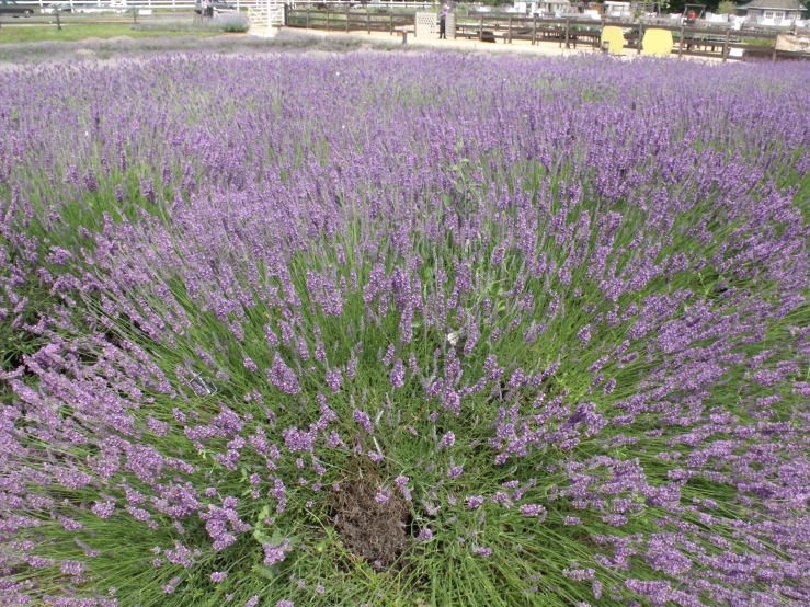 lavender bushes, flowering in a large open area