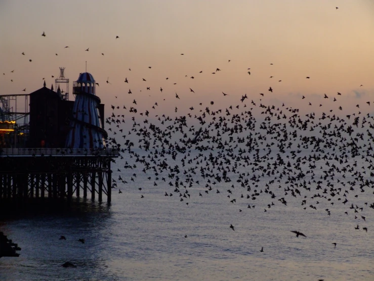 a flock of birds flying past a pier