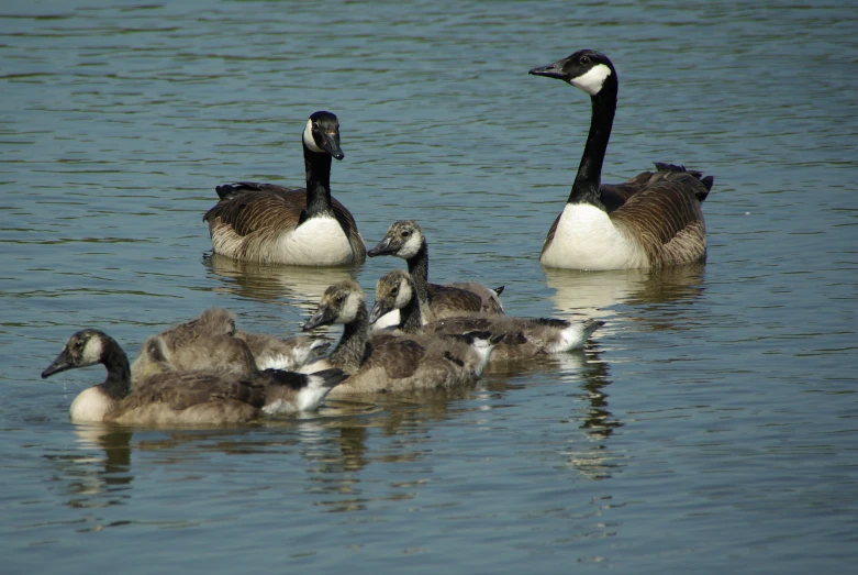 a flock of ducks are floating on the water