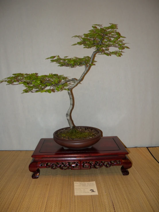 a bonsai is shown sitting in a wooden tray