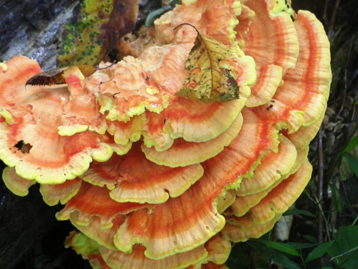 a cluster of funguses growing on a tree trunk