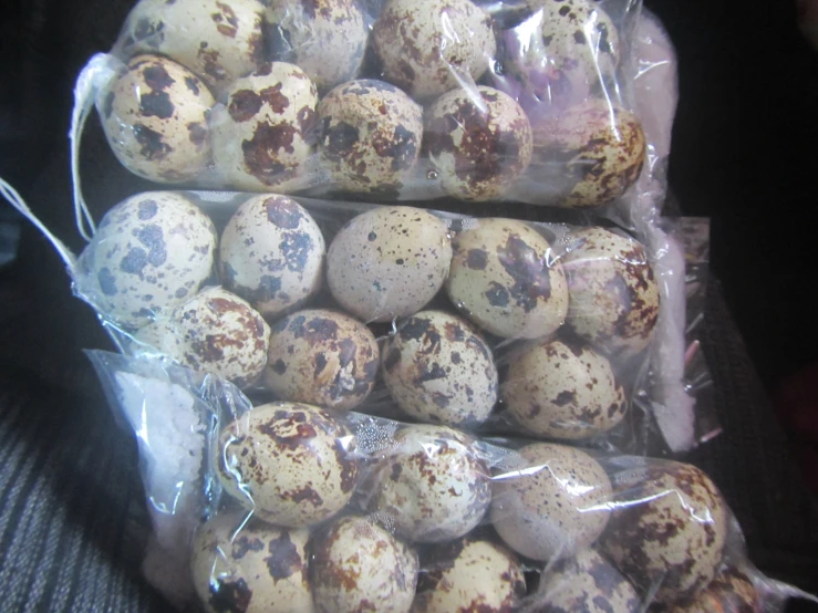 an up close po of brown and white quails