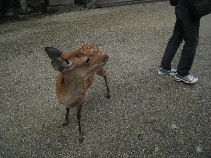 a deer that is standing next to a person