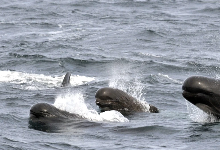 three dolphins are swimming side by side in the water