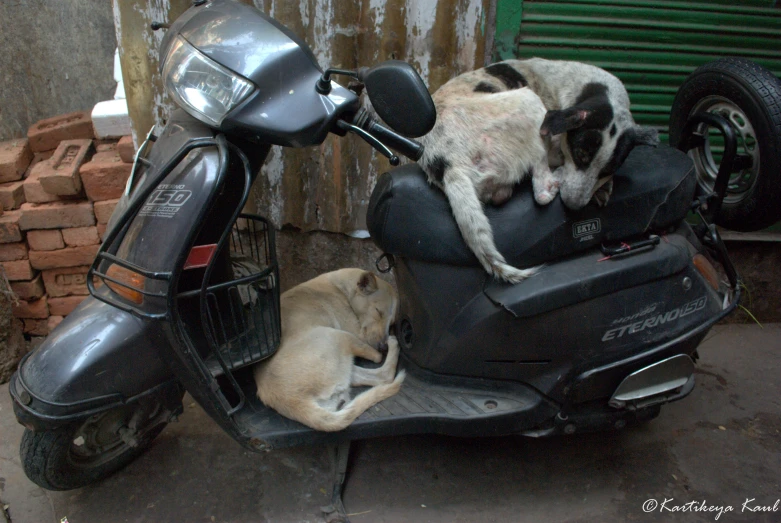 a motorcycle and two dogs in front of a building