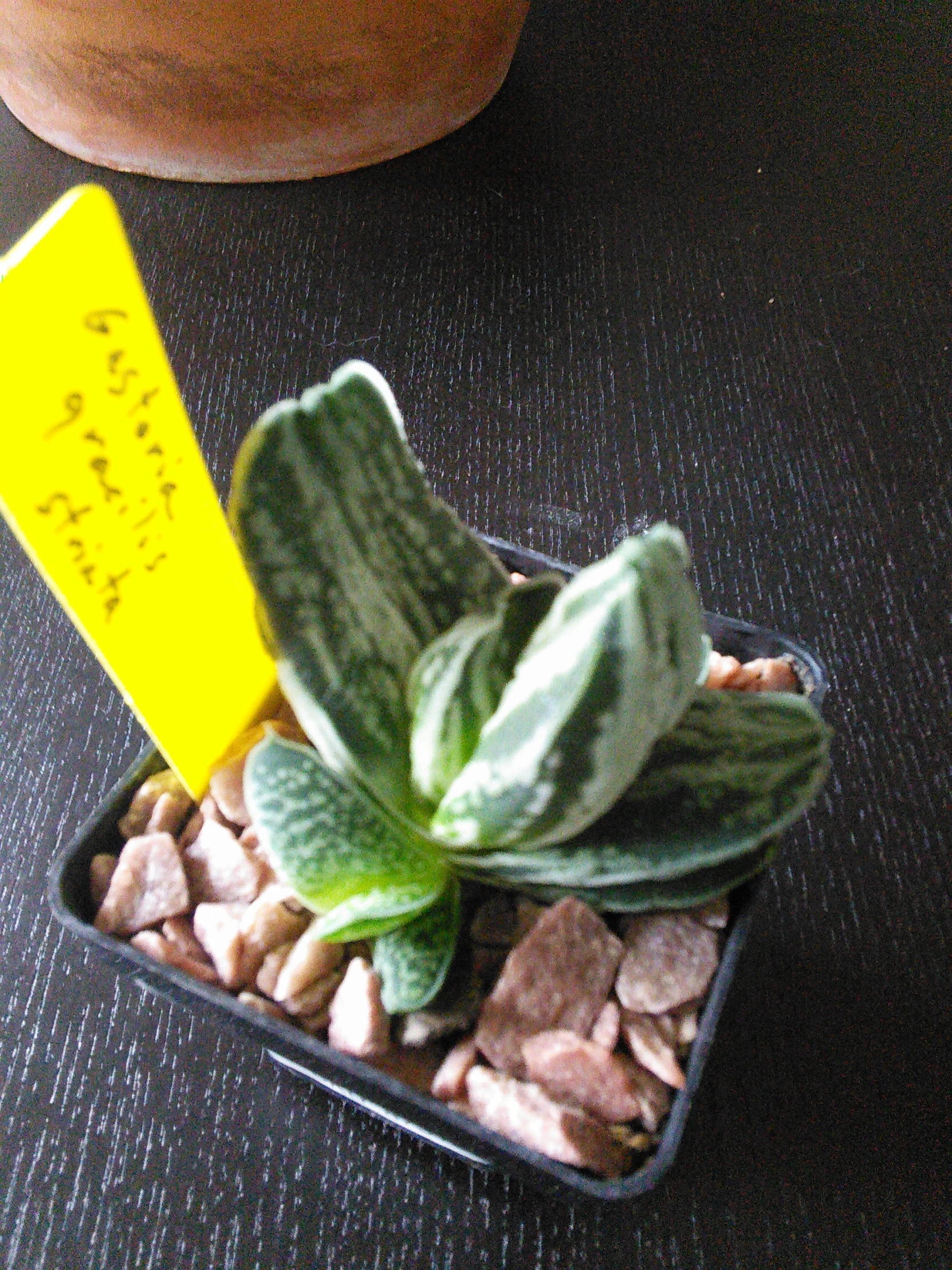 a green and yellow succulent plant sits on a dark table