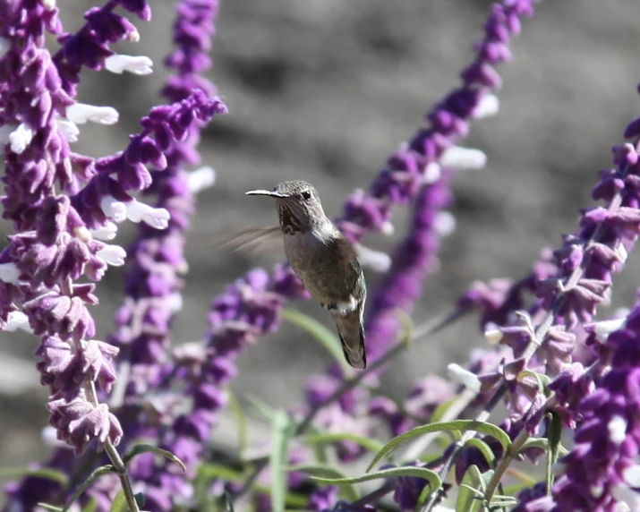 a small bird flying over purple flowers with water in the background