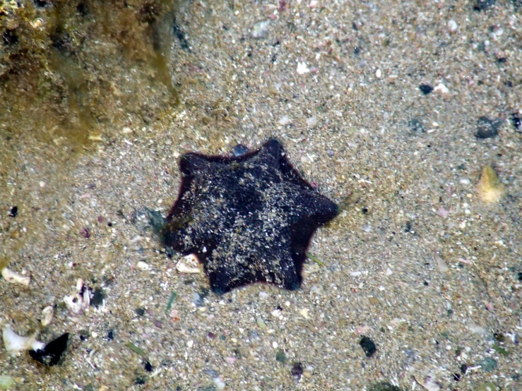 a single black object on the ground