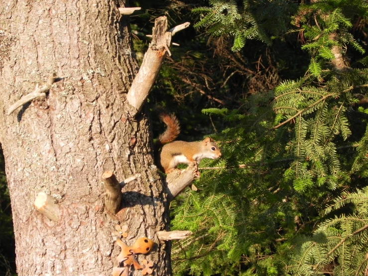 a squirrel sits on a tree limb and looks out