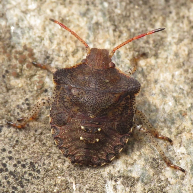 a brown insect with two long antennae sits on a rock