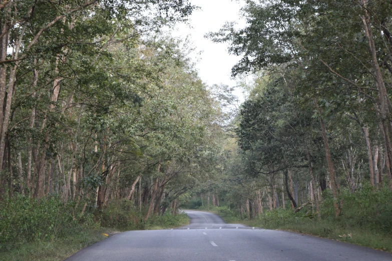 a deserted rural country road lined with trees