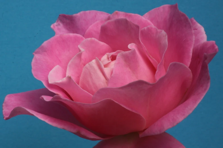 pink rose with very large petals against a blue background