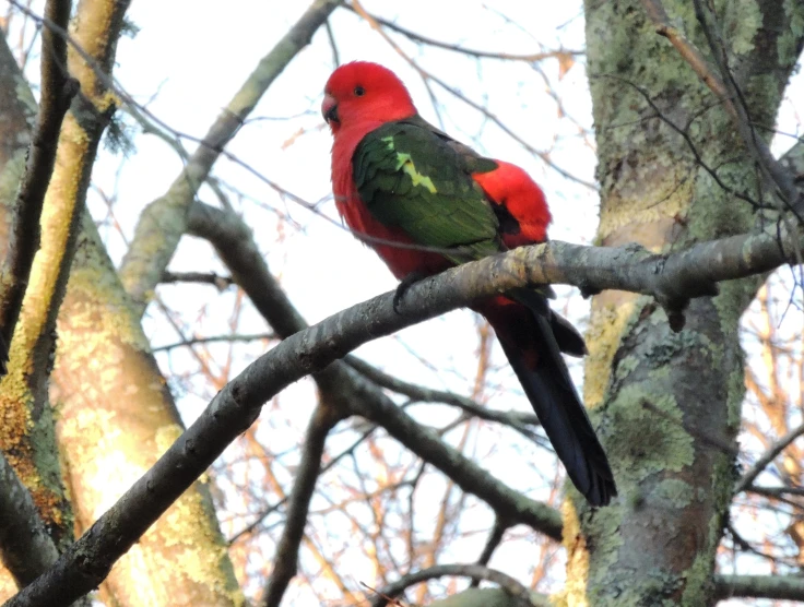 a parrot perches on the nch of a tree