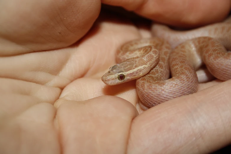 a person is holding some tiny babies in their hands