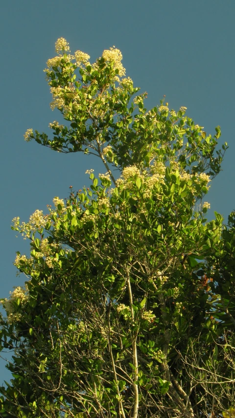 a large leafy green tree in the middle of clear skies