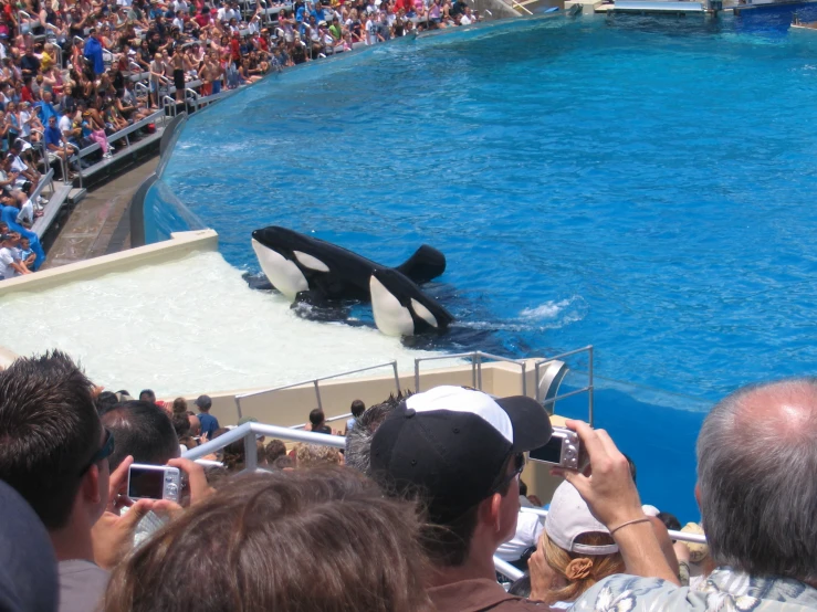 an orca whale is in the water while people are taking pictures