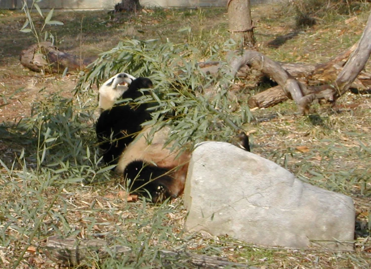 the panda is hanging out in the park