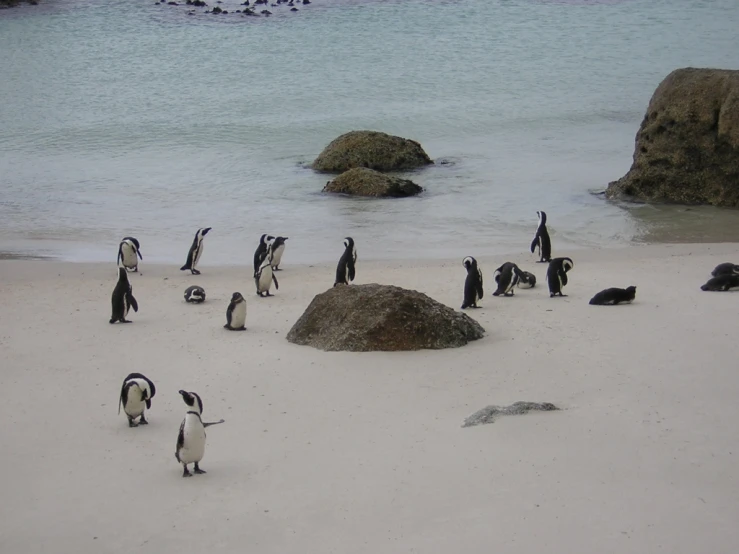 there are many penguins that are standing on the beach
