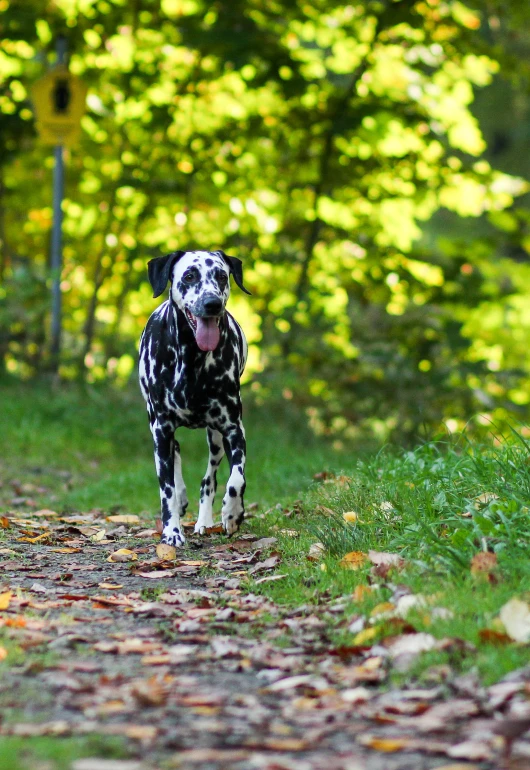 a spotted dog walks along a path in the fall leaves