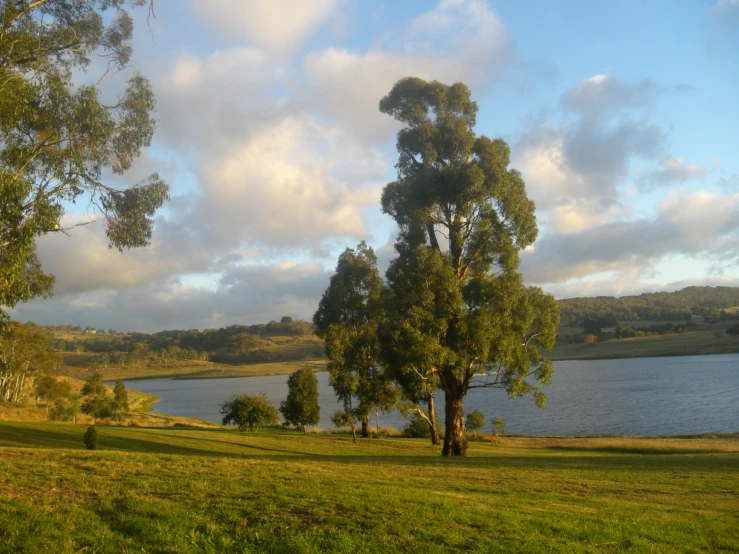 a pond sits behind trees on a sunny day