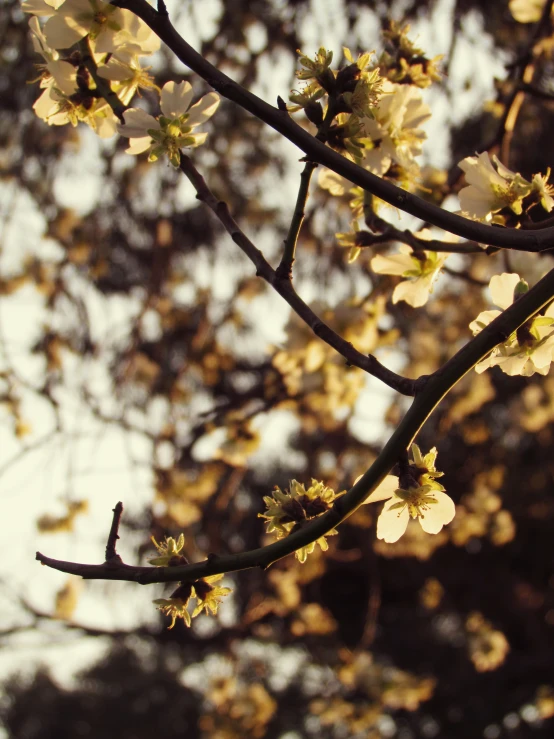 a close - up s of yellow and white blossoms on a tree nch