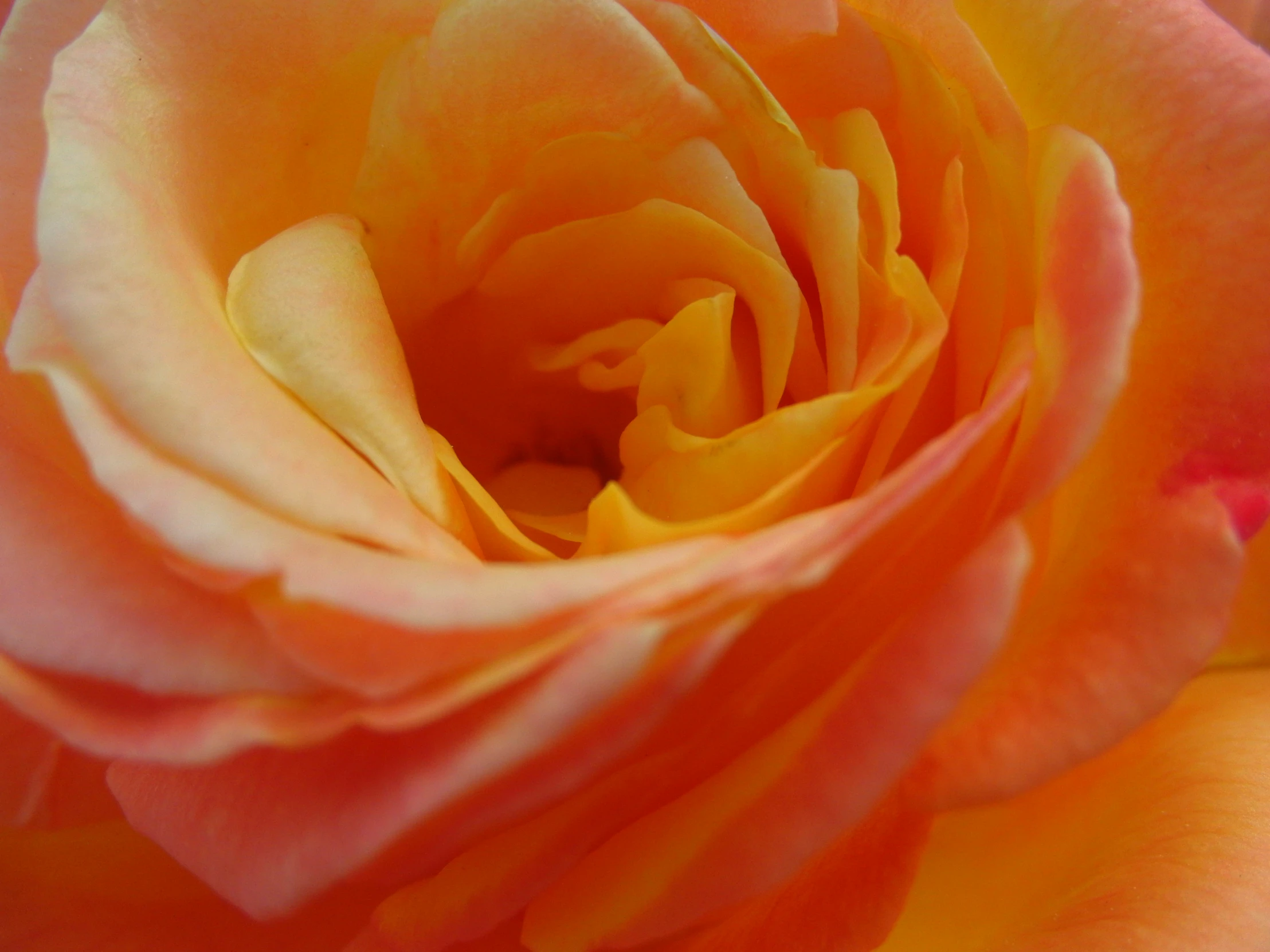 a close up po of an orange flower