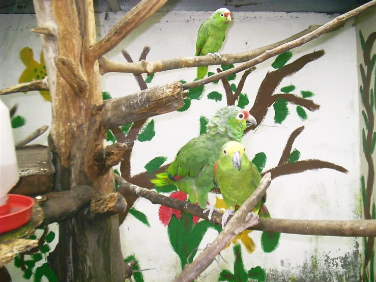 some colorful birds sitting on tree nches in a room