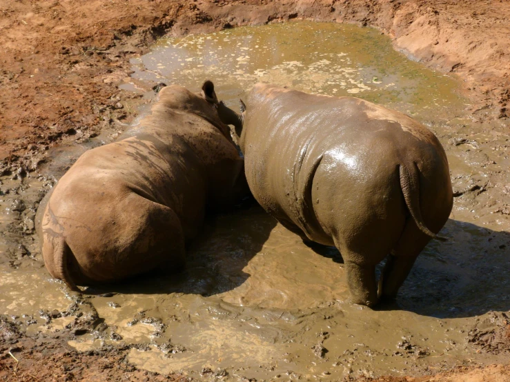 two hippos are sitting in the muddy water