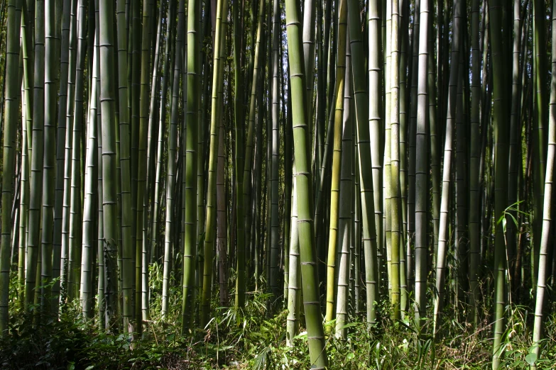 a picture of several tall green bamboo trees