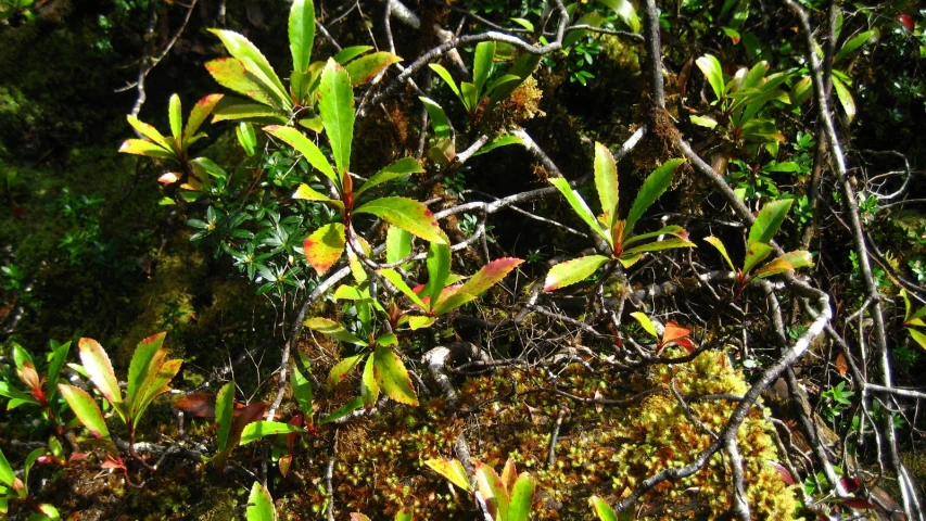 a closeup of a mossy surface and some trees