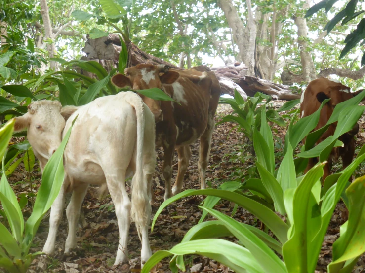 three cattle standing in the leaves of a tree