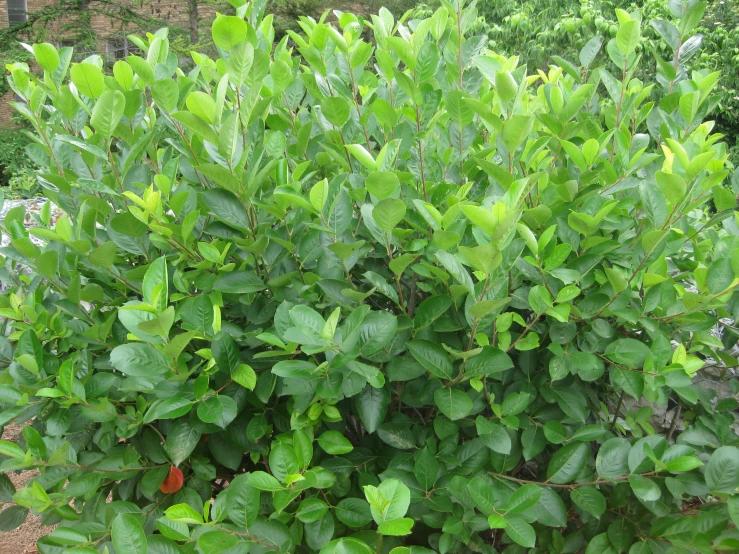 the foliage on a large bush with some brown dots in it