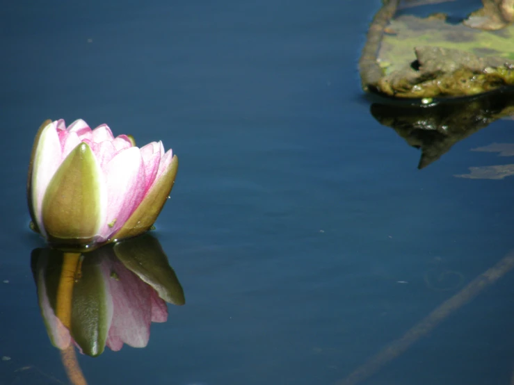 a small water lily in a pond, with its petals missing