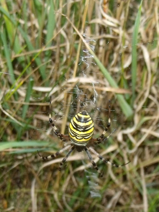a large spider with a yellow striped abdomen