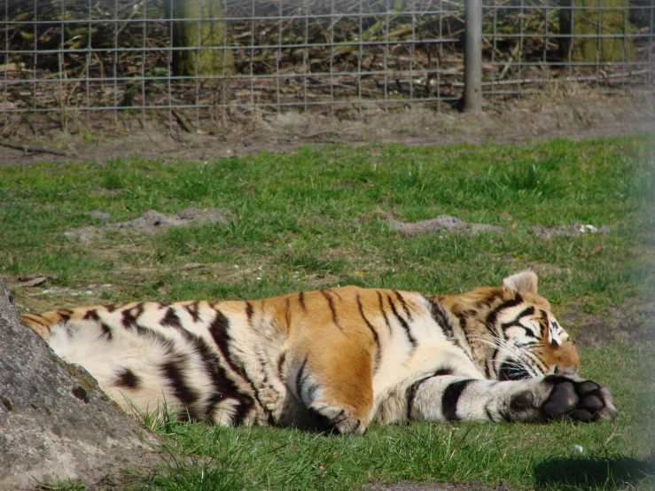 a tiger lying in the grass with its paws on it's back