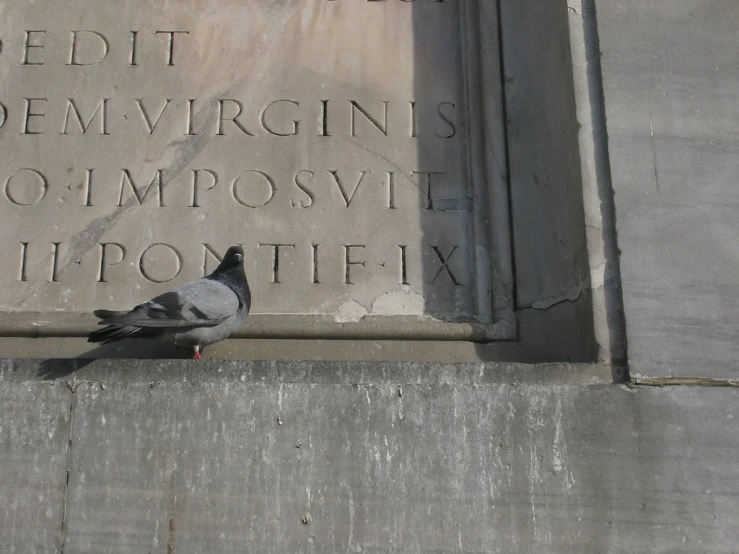 a pigeon standing on a concrete wall near the phrase