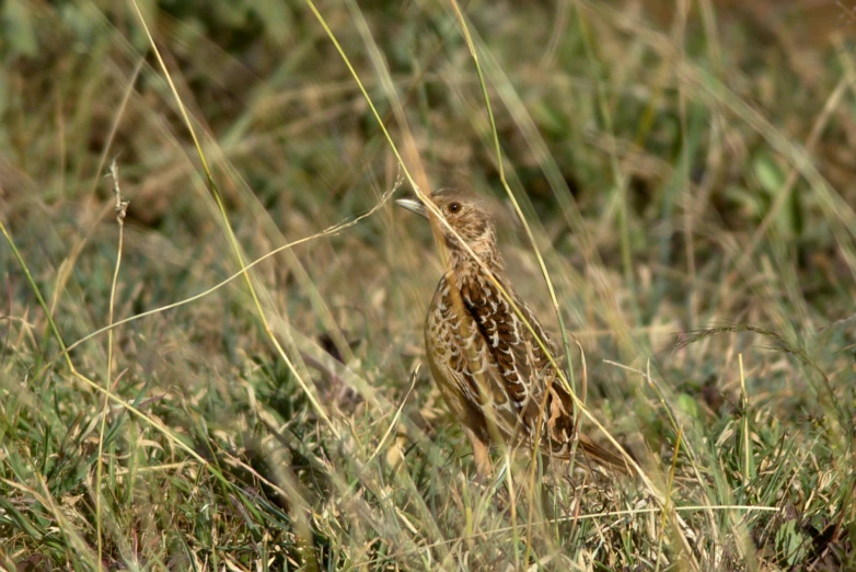 a small brown and white bird stands in the tall grass