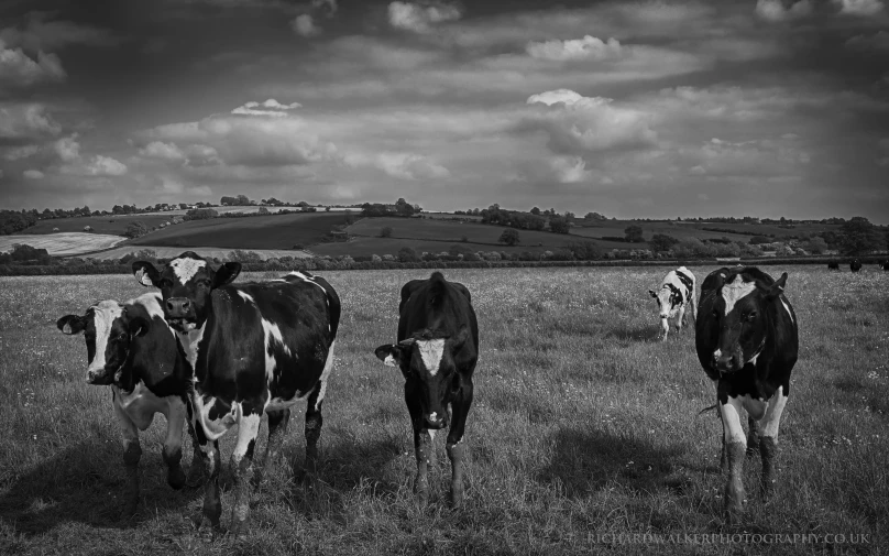 black and white pograph of cows on grassy field