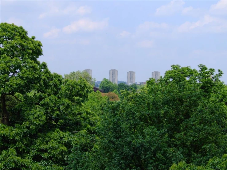 a view of a forested landscape with tall buildings in the background