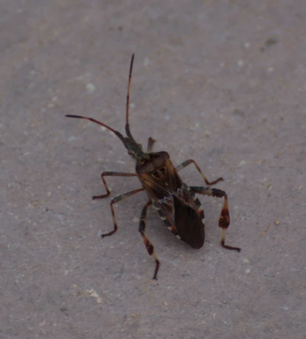 a bug walking on the cement outside