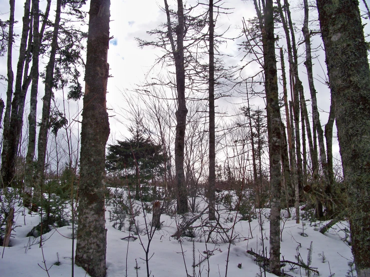 snow covered ground near the trees with no leaves on them