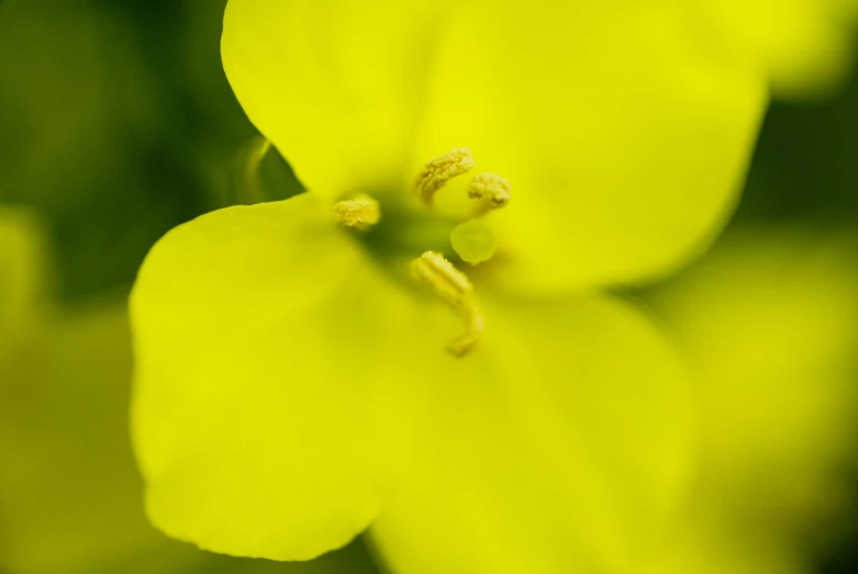 a yellow flower with the center flower slightly open